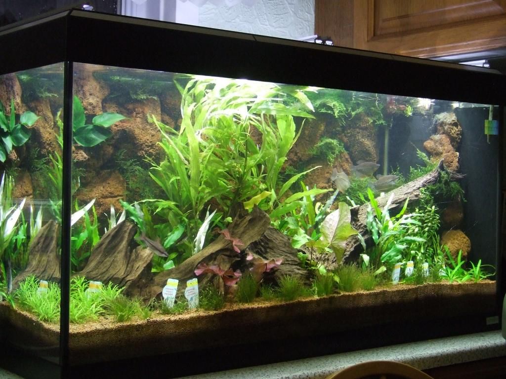 Re New setup [Aquarium Plants] Fishkeeping